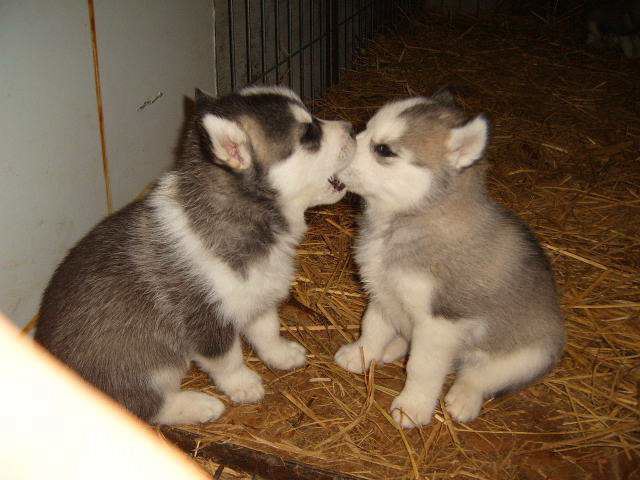 image003333