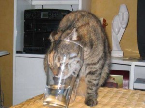 image006666