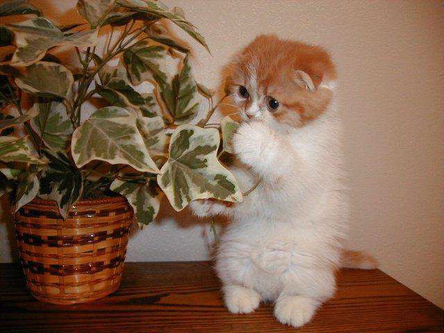 image007777
